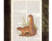 Meerkat Dictionary Book Print - Altered art on upcycled book pages