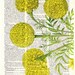 Book print Tagetes or African marigold flower Botanical studio print on Vintage Dictionary Book art