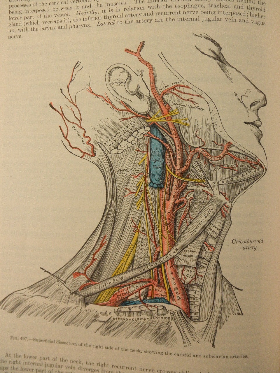 Vintage Medical Drawings