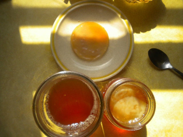Made With Love FREE Kombucha Scoby Starter Tea Health Benefits Love Life Tea Black Green Vegan