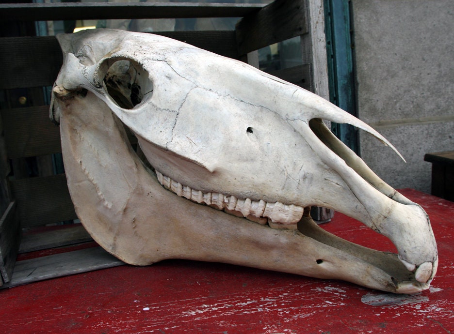 Vintage Horse Skull