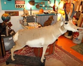 Vintage Taxidermy Full Mount Pronghorn