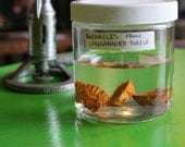 Vintage Barnacle Specimens