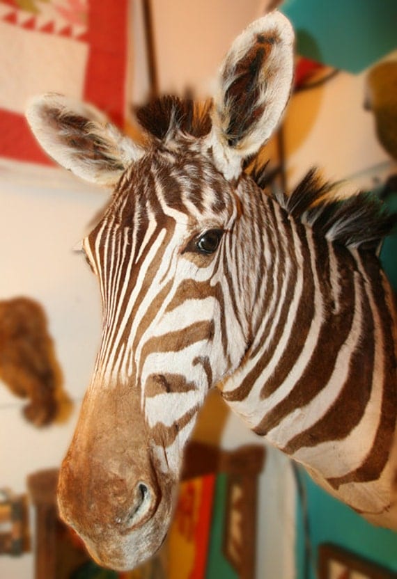 Vintage Taxidermy Zebra Mount