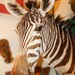 Vintage Taxidermy Zebra Mount