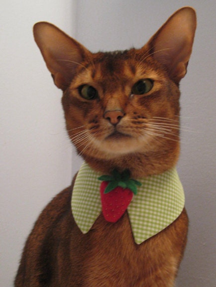 Felt Strawberry tie with point collar