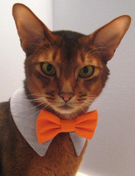 point collar in choice of color or print and interchangeable bow tie for cat