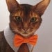 point collar in choice of color or print and interchangeable bow tie for cat