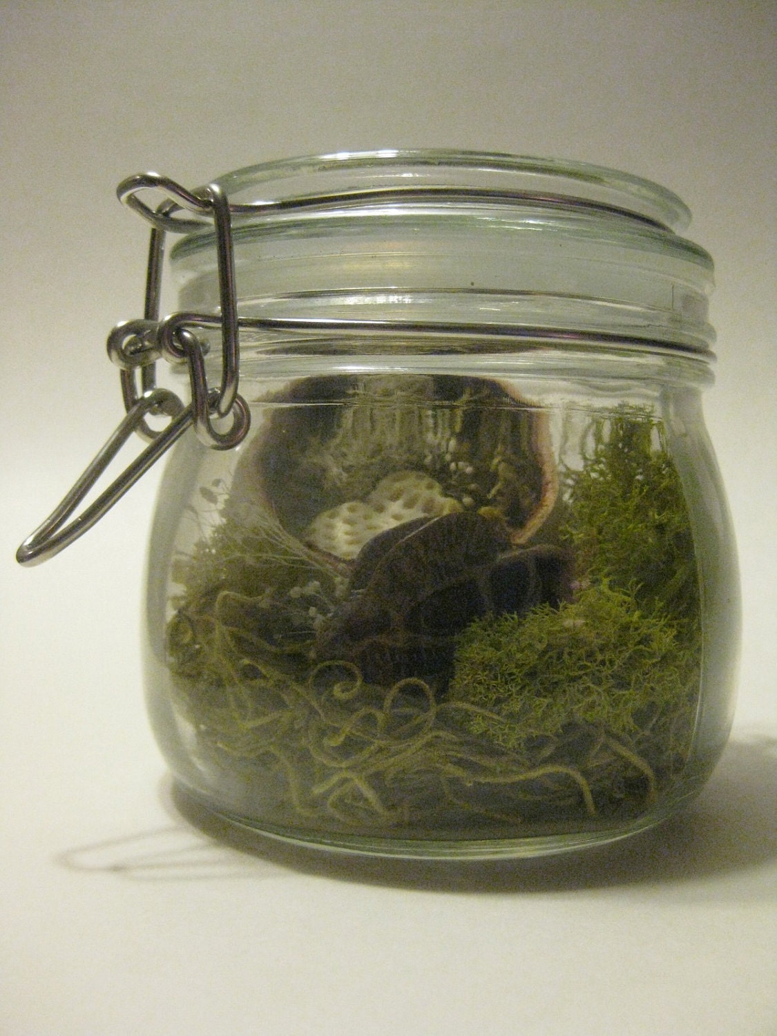 Glass Mason Jar Terrarium - with a Dilophosaurus Skull