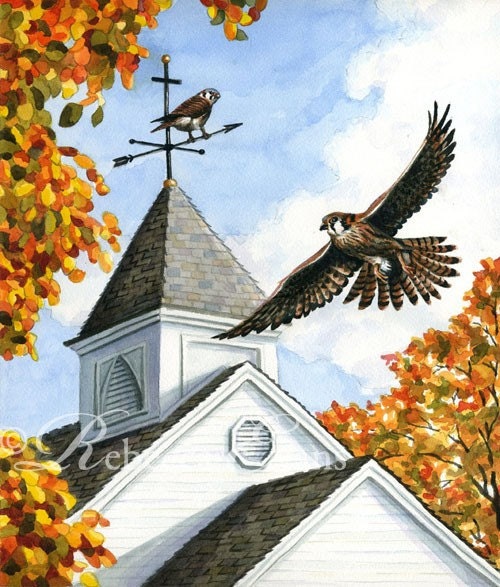 Kestrels on the Rooftop - Art Print of Kestrels Roosting on Church 8.5x11