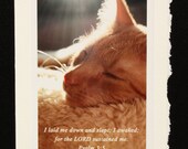 Cat Nap