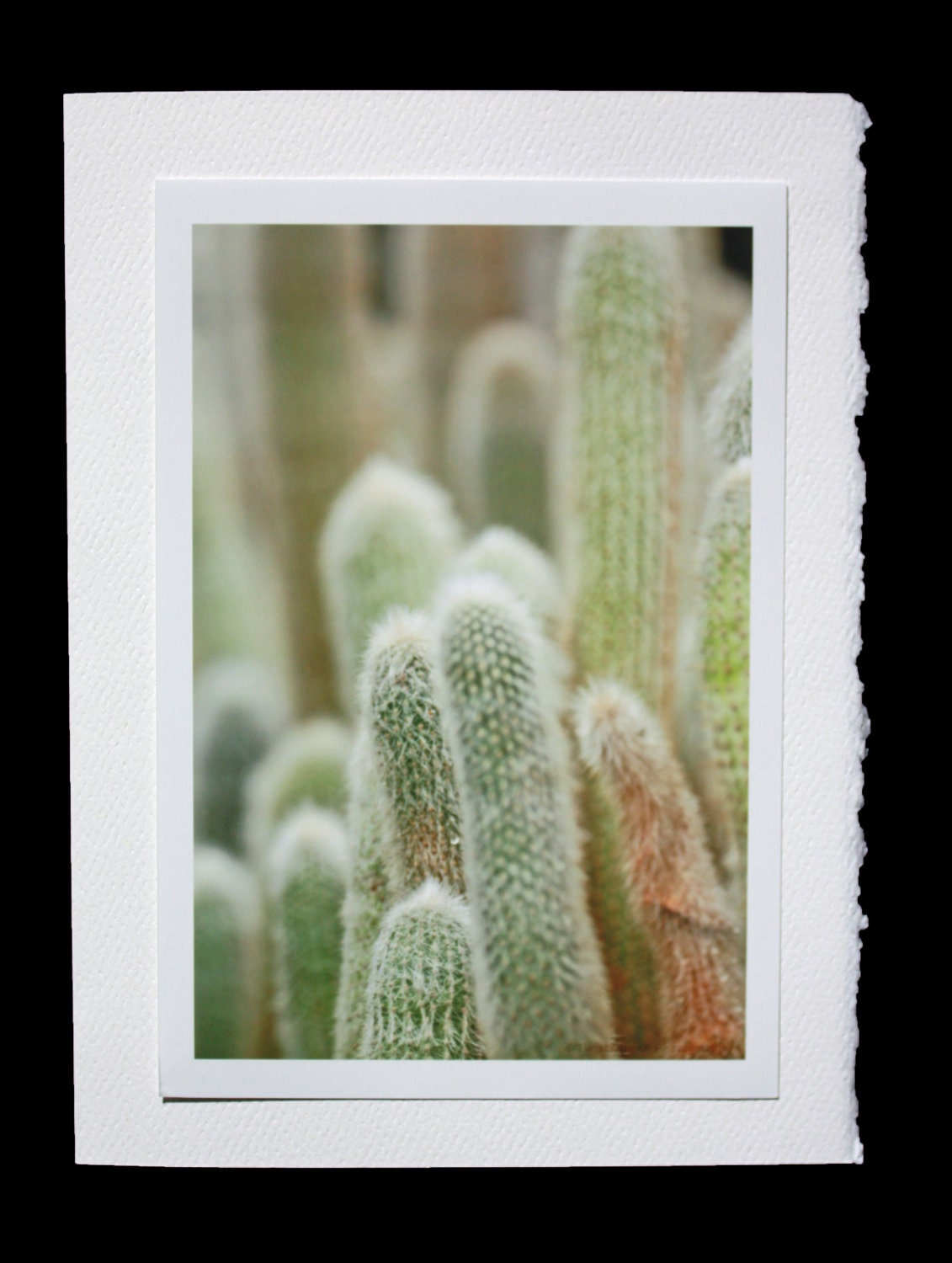 Cacti