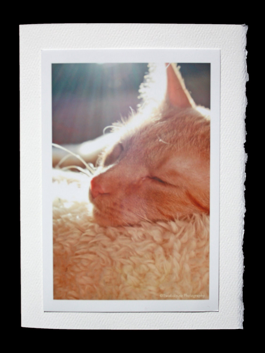 Cat Nap