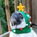 Dog Hat - "Oh Christmas Tree" / Made to Order