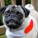 Kiss Me, You Fool Neck Warmer for Dogs - Made To Order
