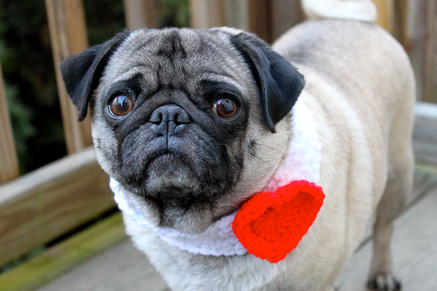 My Heart Belongs To You Neck Warmer for Dogs - Made To Order
