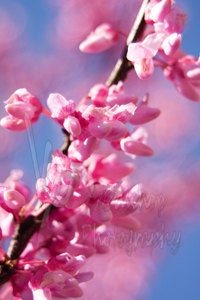 Pink Cherry Blossoms 5x7 Fine Art Photograph - CaptureBeautiful