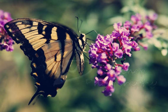 Yellow Butterfly Swallowtail sipping nectar from butterfly bush fine art photograph 8x10 print - CaptureBeautiful