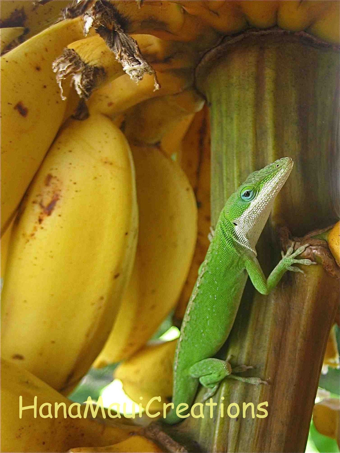 Lizard Note Card, Photography, Hawaiian, Tropical, Nature, Handmade Card, Blank, All Occasion