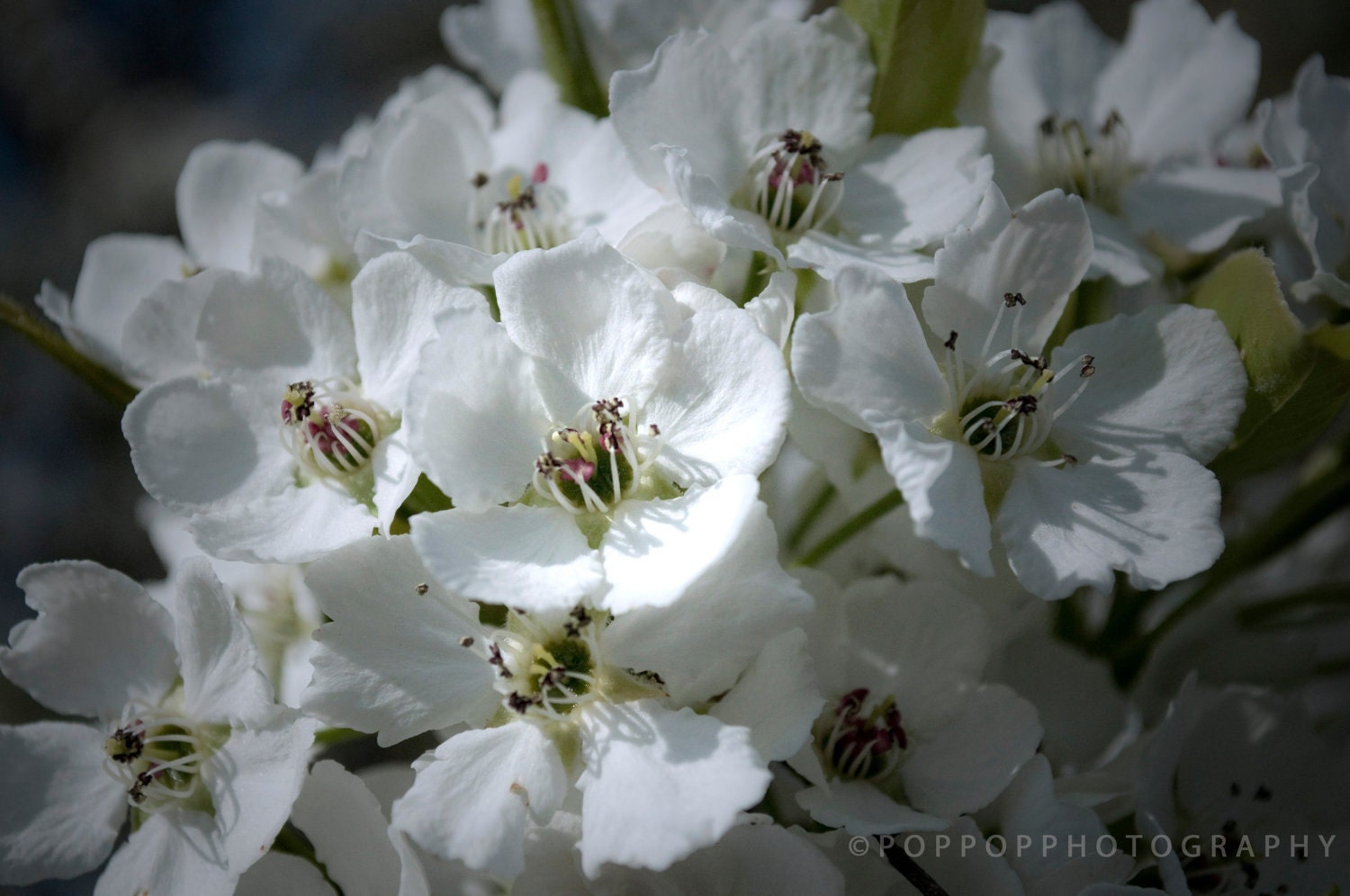 Wedding Floral Flower Fine Art Photograph 8x10 Gift Idea for Her Bride Bridal Home Decor  White Green Pink