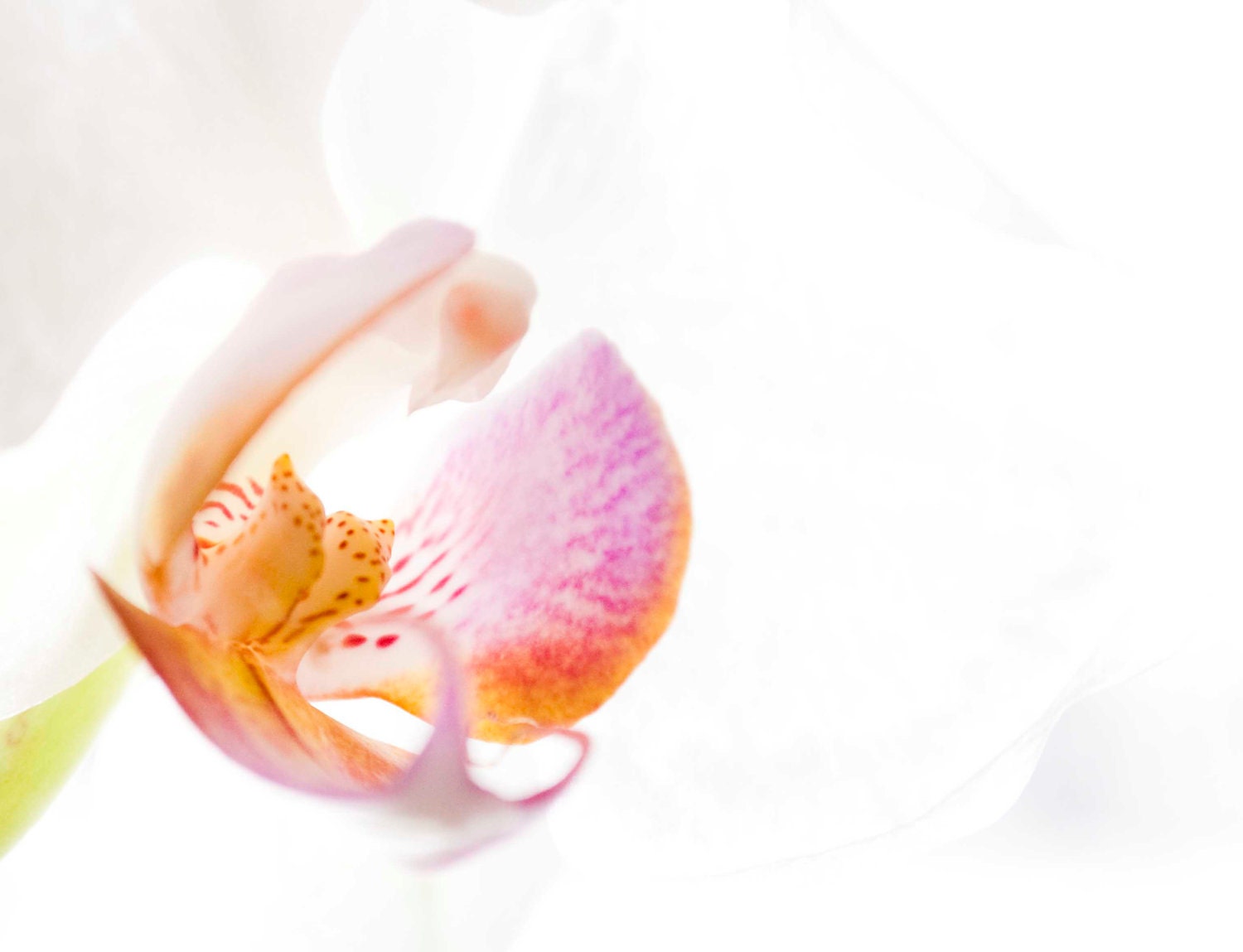 Orchid Pink Tangerine Yellow White Fine Art Photograph 8x10 Home Decor Mothers Day Wedding Gift Gift for Woman