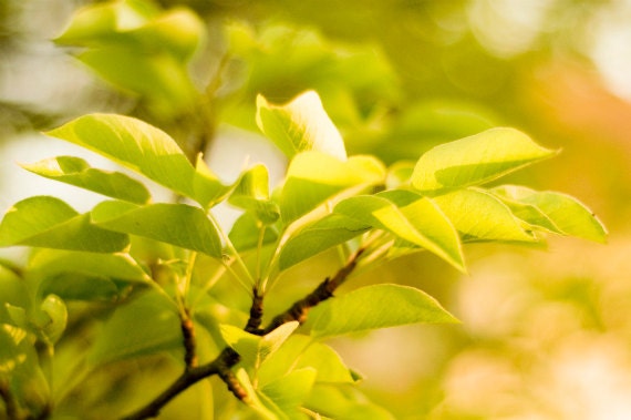 Whimsical Green Yellow White Nature Fine Art Photograph 8x10 Home Decor Nursery Decor Gift for Woman Bokeh Photograph