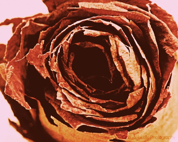 Rose Memento (8" x 10" Photograph)
