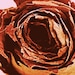 Rose Memento (8" x 10" Photograph)
