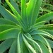 Papaya & Willow Bark Smoothing Enzyme Exfoliator - Papaya Enzyme, Willow Bark Extract, Salicylic Acid, Aloe Vera