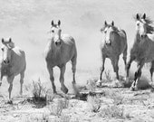 Four Wild Stallions - Fine Art Wild Horse Photograph