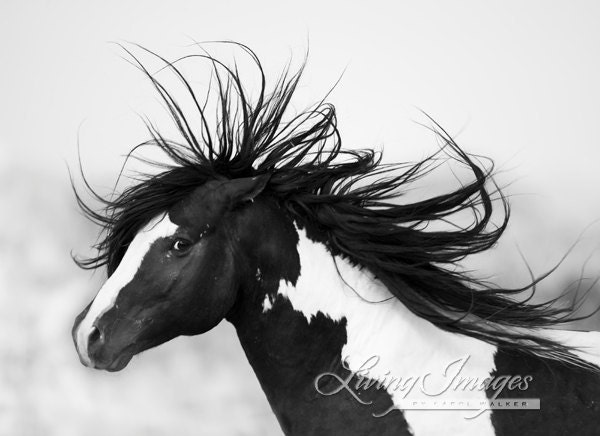 Black and White Stallion - Fine Art Horse Photograph