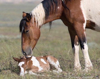 Wild Mare and Foal - Fine Art Wild Horse Photograph