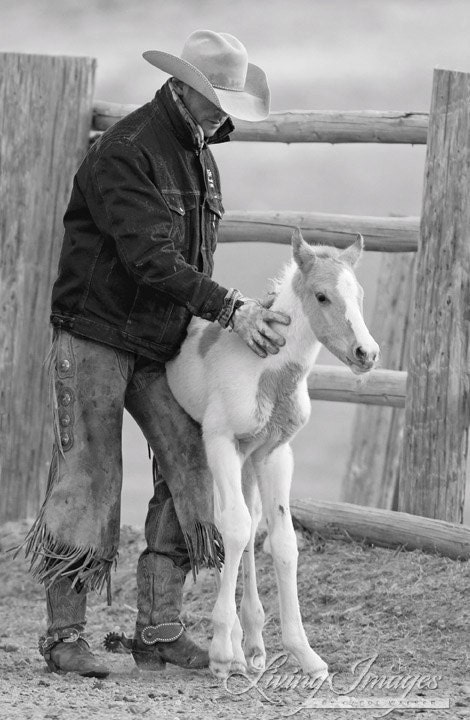 Cowboy Steadies Foal - Fine Art Horse and Cowboy Photograph
