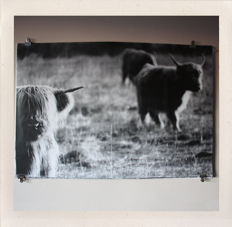 junior bulls / large format halftone print / 24x36 black and white poster