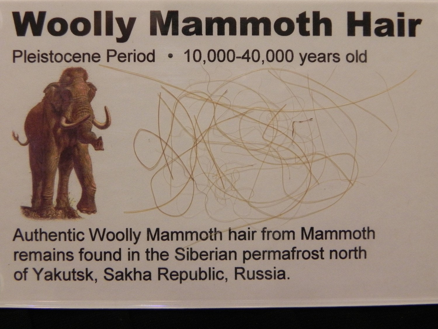 fossil of mammoth