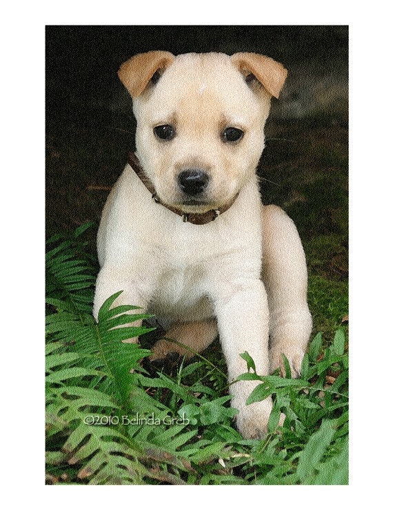 Animal Card, Dog, Pup, Labrador, Puppy, Set of 4 Notecards (4.25x5.5") with envelopes