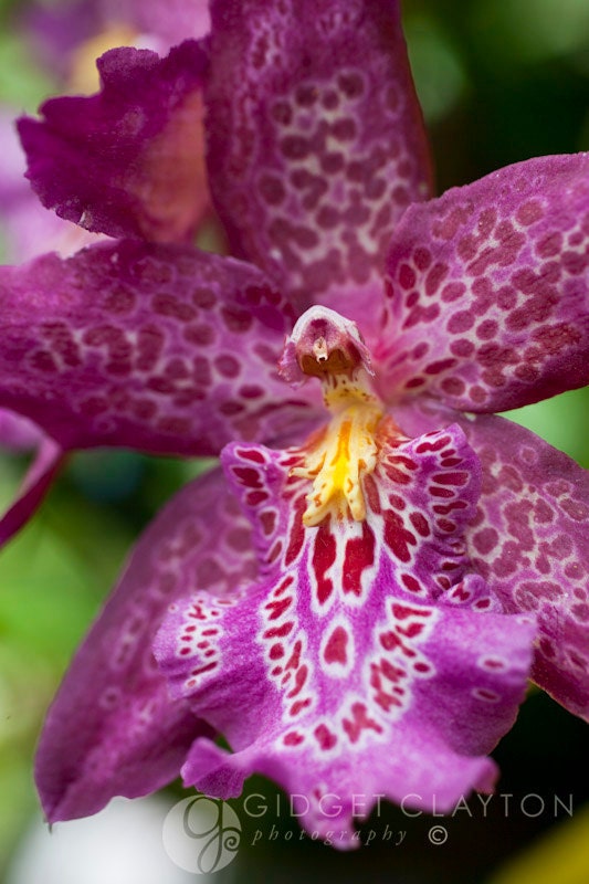 Fine Art Photography 8 x 10 Print - Flowers - Orchid Camouflaged - Home Decor - Gifts Under 50