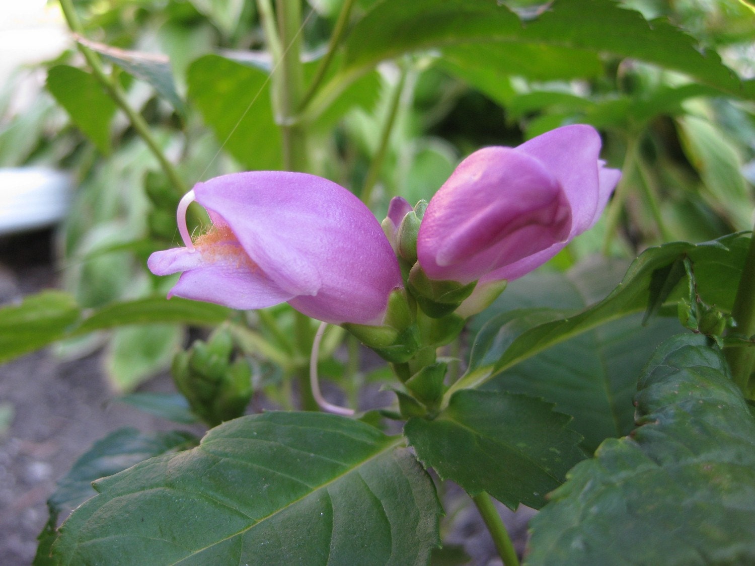 25 Purple Turtlehead Seeds - Free Shipping