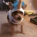 Unicorn Outfit: Handmade Costume For Dogs and Cats