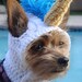 Unicorn Outfit: Handmade Costume For Dogs and Cats