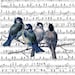 Sparrows on a Music Sheet Digital Image, Download and Print, Great For Image Transfer on Pillows, Tea Towels and more - Style. 149