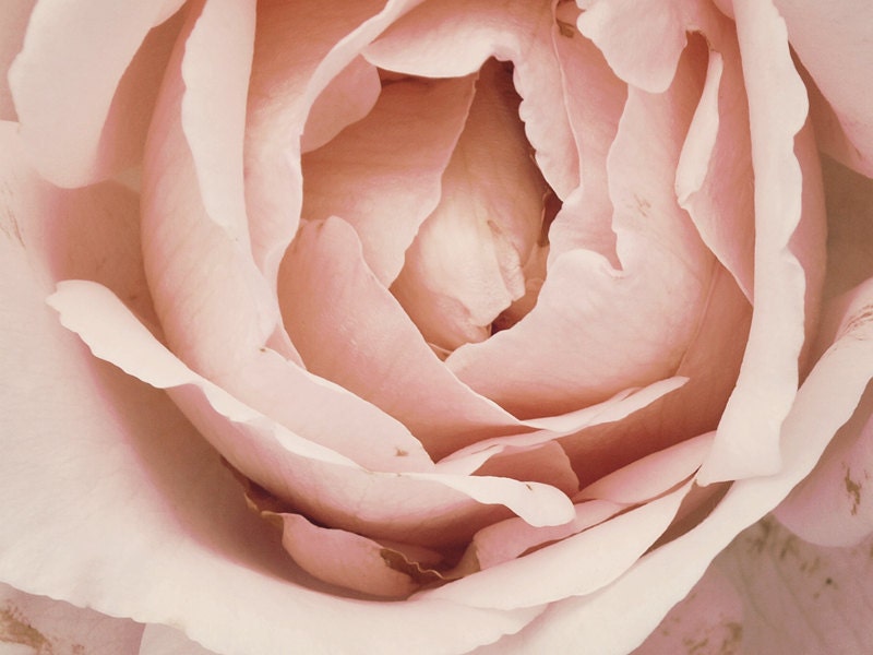 French Rose Photo. Versailles Paris. Fine Art Photo. Marie Antoinette. Romantic Blush Pink. Pink Petal. Home Decor. Nursery Art. Size A4