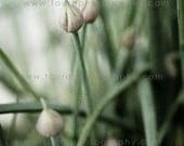 Watercolour Chives - Photograph