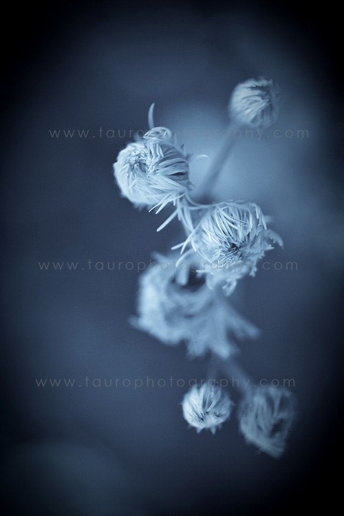 Into Blue No.2 - Toned Photograph