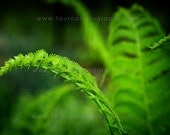 Spring Fern No. 2