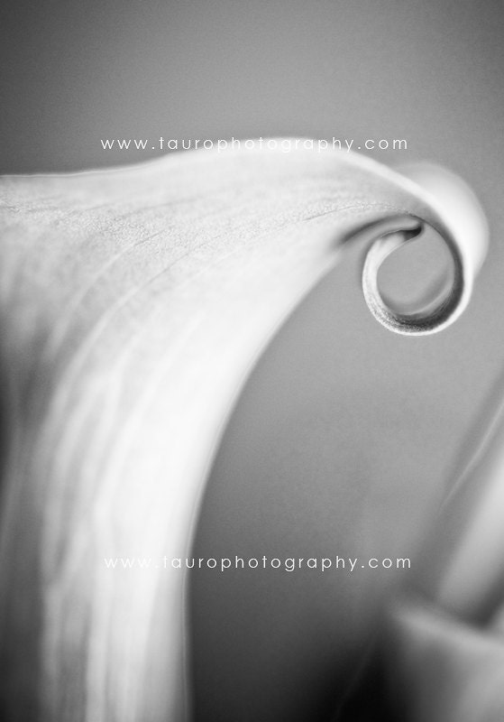 Calla No. 1