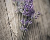 Lavender No. 4