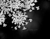 Queen Annes Lace No. 2