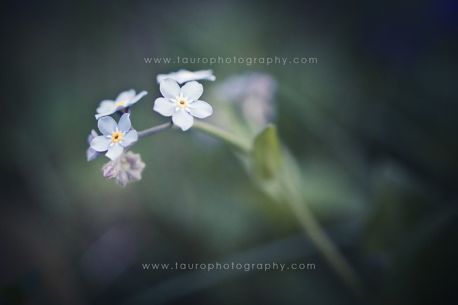 Forget me not No. 3
