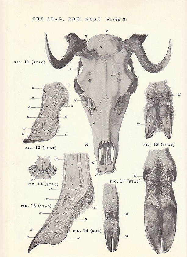 Vintage Stag Roe Goat  Skeleton View Illustration Book Page
